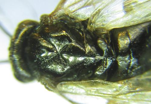 Anoplonyx ovatus