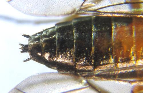 Réf. 308 737 : Strongylogaster baikalensis