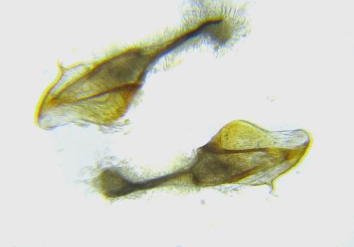 Réf. 308 803 : Loderus vestigialis