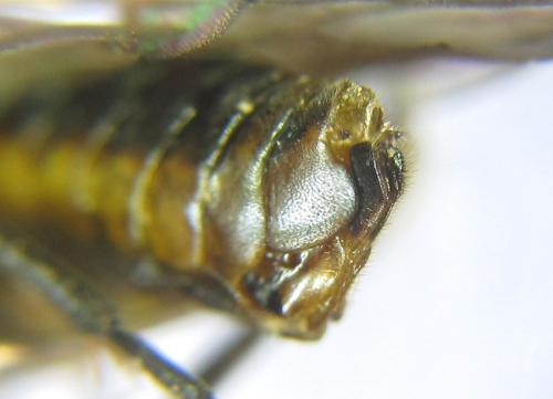 Réf. 308 292 : Pristiphora compressa