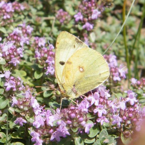 Colias sp.