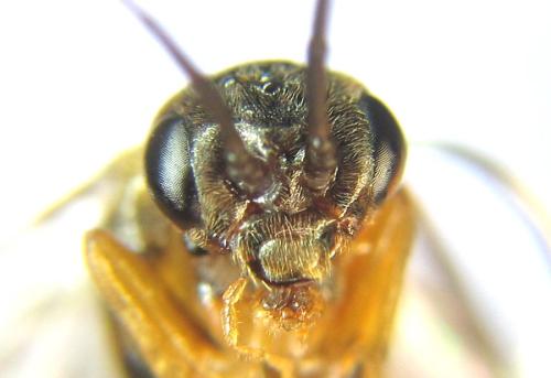 Pristiphora decipiens