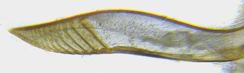 Réf. 308 395 : Pristiphora abietina