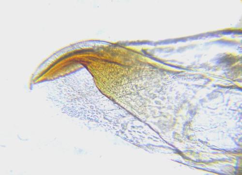 Pristiphora abietina