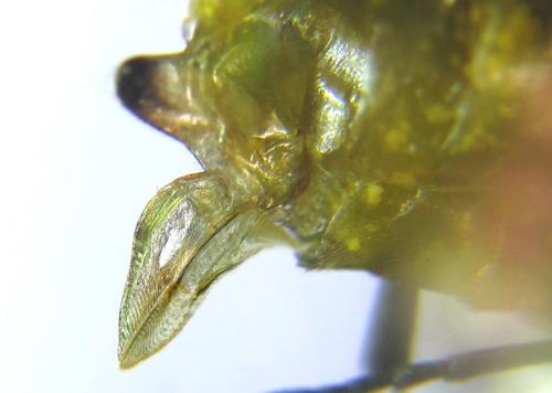 Réf. 308 469 : Euura scutellata