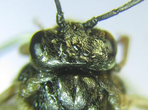 Anoplonyx ovatus