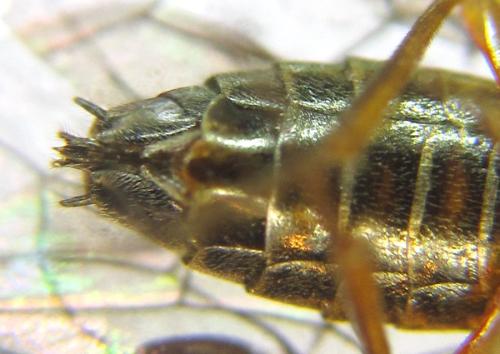 Réf. 308 738 : Strongylogaster baikalensis