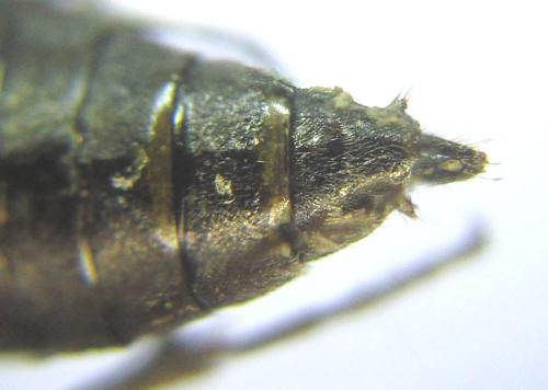 Réf. 308 881 : Oncodolerus eversmanni