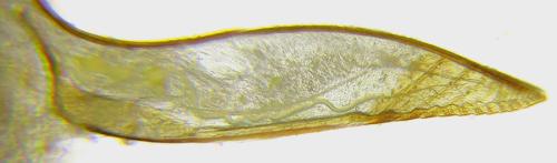 Réf. 308 293 : Pristiphora compressa