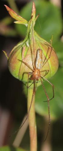Tetragnatha montana