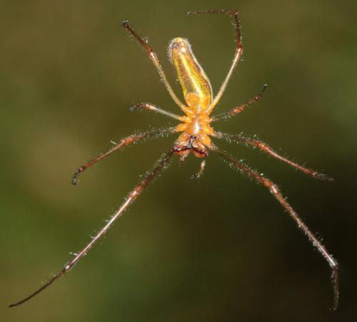 Tetragnatha montana