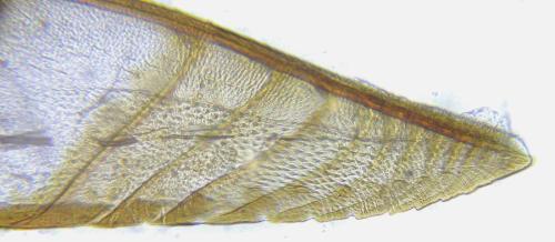 Pristiphora decipiens