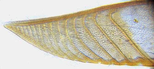 Pristiphora abietina