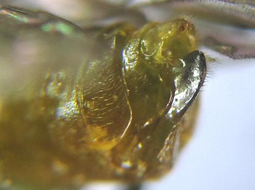 Réf. 308 470 : Euura scutellata