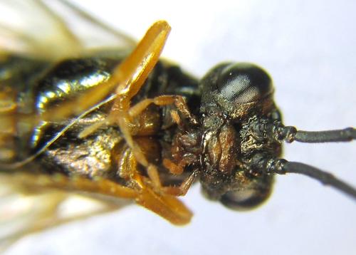 Réf. 308 739 : Strongylogaster baikalensis