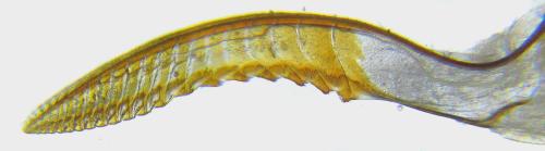 Oncodolerus eversmanni