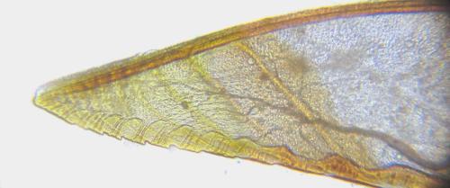 Pristiphora compressa