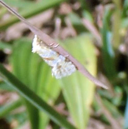 Réf. 308 089 : Aethes smeathmanniana
