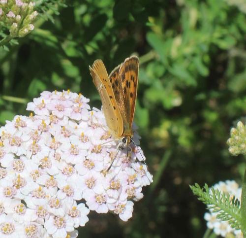 Lycaena virgaureae