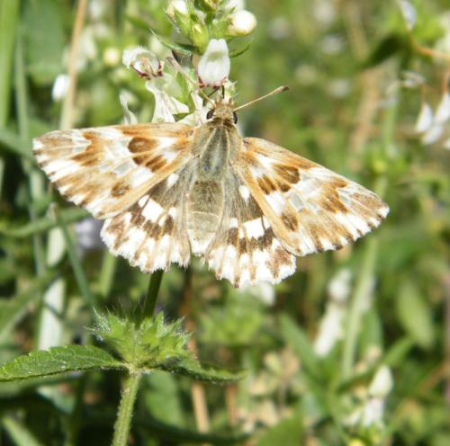 Réf. 308 181 : Carcharodus lavatherae