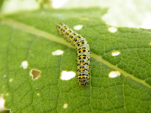 Réf. 308 185 : Cucullia verbasci