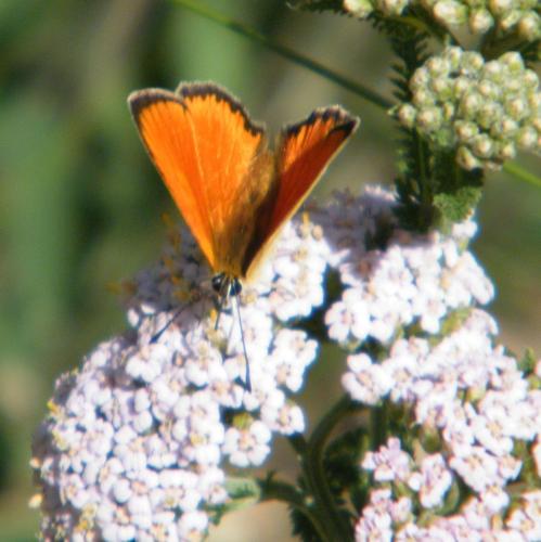 Lycaena virgaureae