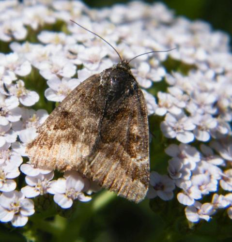 Réf. 308 422 : Euclidia glyphica
