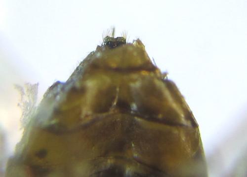 Réf. 308 634 : Anoplonyx apicalis