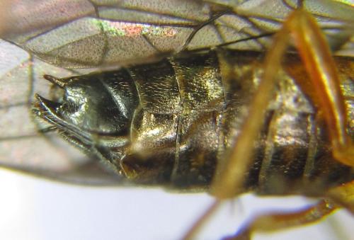 Réf. 308 740 : Strongylogaster baikalensis