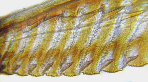 Oncodolerus eversmanni