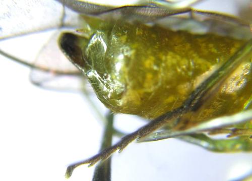 Réf. 308 471 : Euura scutellata