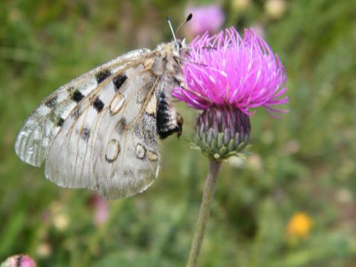 Réf. 308 423 : Parnassius apollo