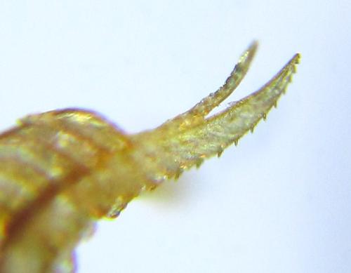 Anoplonyx apicalis