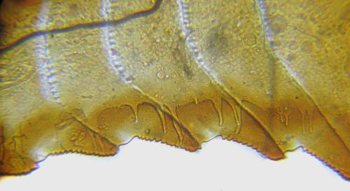 Oncodolerus eversmanni