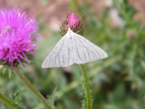 Réf. 308 498 : Siona lineata
