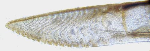 Euura scutellata