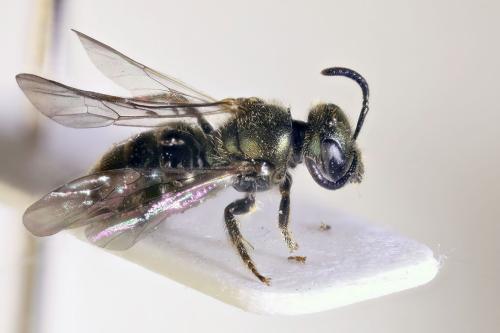 Réf. 308 708 : Lasioglossum sp.