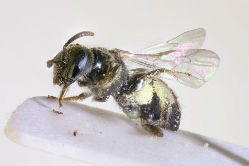 Réf. 308 709 : Lasioglossum sp.