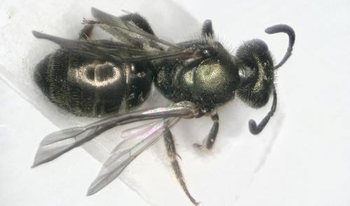Réf. 308 710 : Lasioglossum sp.