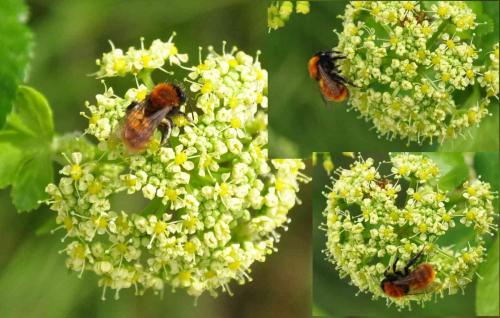 Andrena fulva