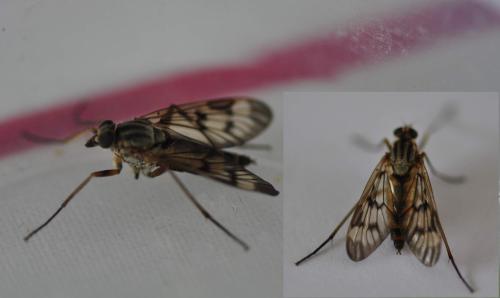 Rhagio scolopaceus