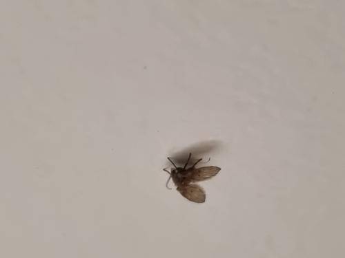 Clogmia albipunctata