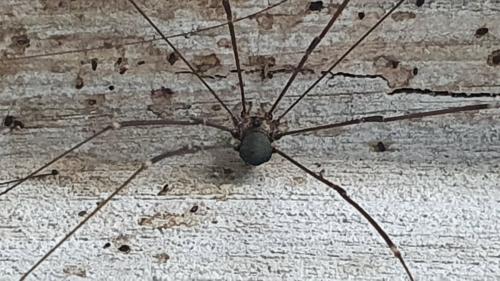 Réf. 308 382 : Leiobunum sp-a