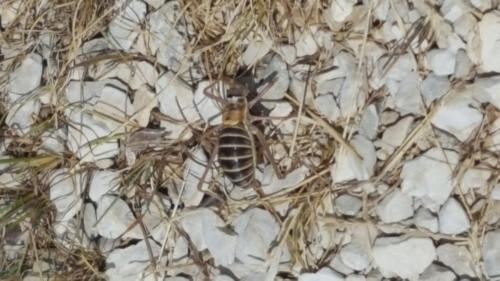 Ephippiger diurnus diurnus