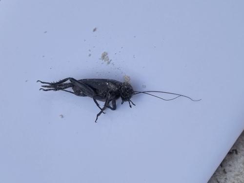 Gryllus bimaculatus