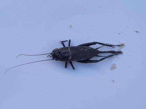 Gryllus bimaculatus