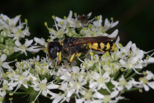Réf. 308 891 : Ectemnius sp.