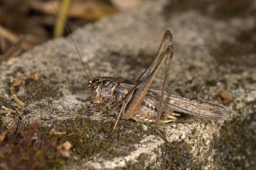 Réf. 308 295 : Platycleis sp.