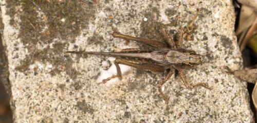 Réf. 308 296 : Platycleis sp.