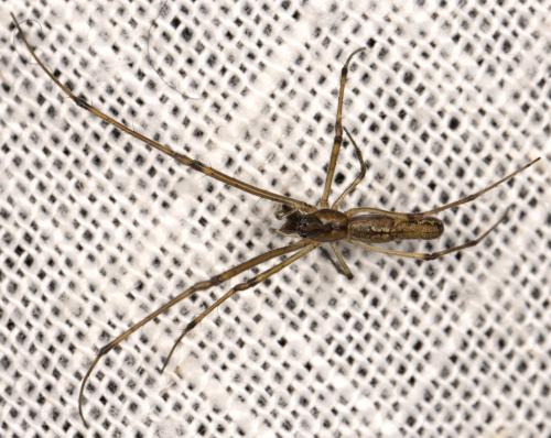 Tetragnatha nigrita